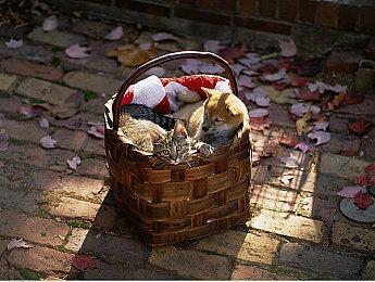 爆料者称R星目前开发的新作品只有《GTA6》